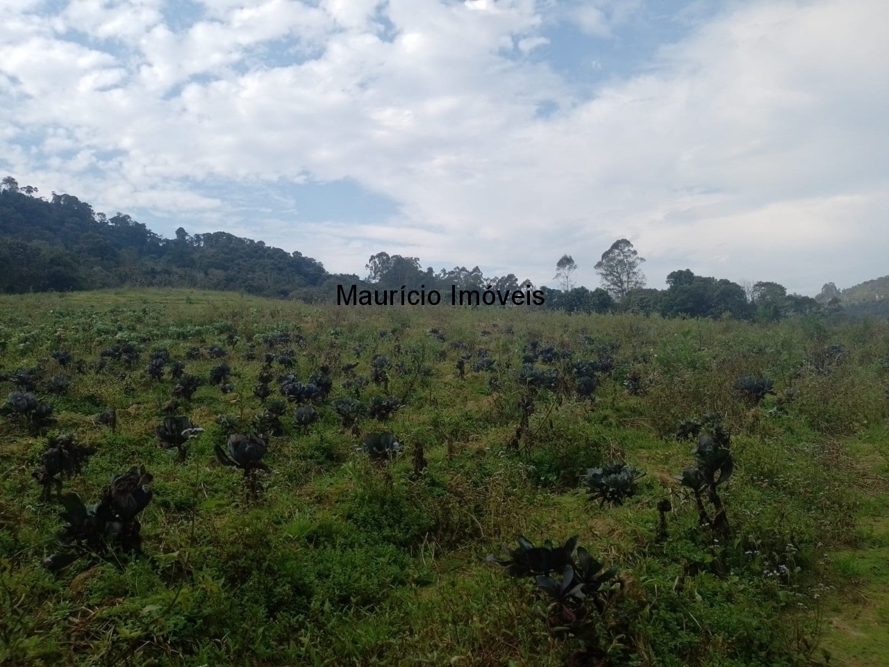 Fazenda à venda com 4 quartos, 20m² - Foto 87