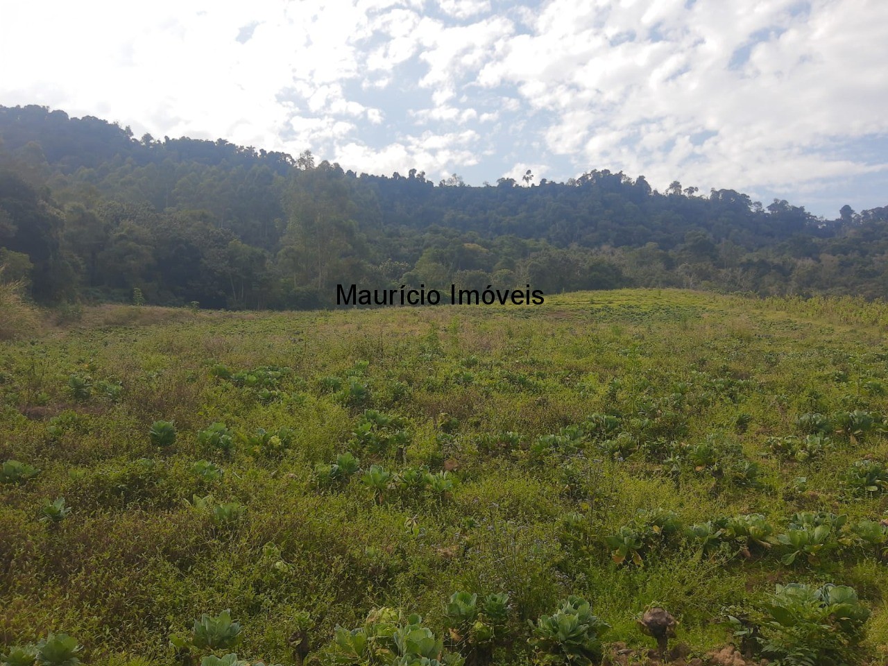 Fazenda à venda com 4 quartos, 20m² - Foto 39