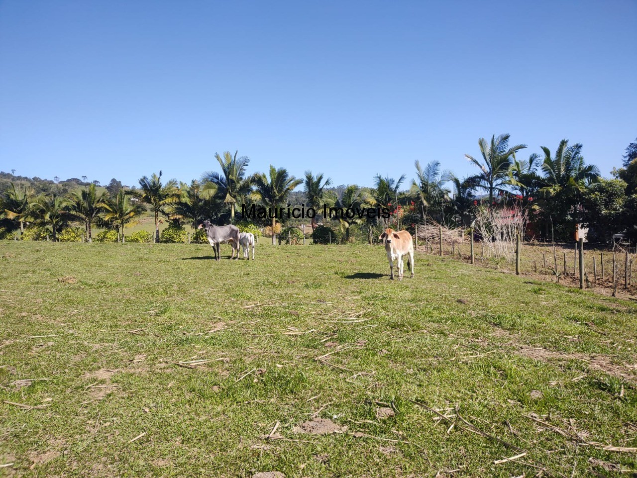 Chácara à venda com 3 quartos, 20000m² - Foto 30