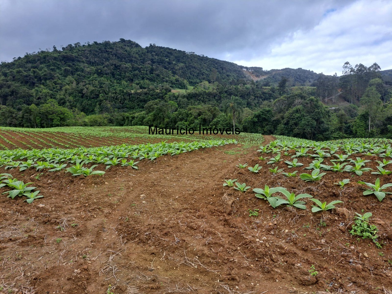 Fazenda à venda com 2 quartos, 75000m² - Foto 10