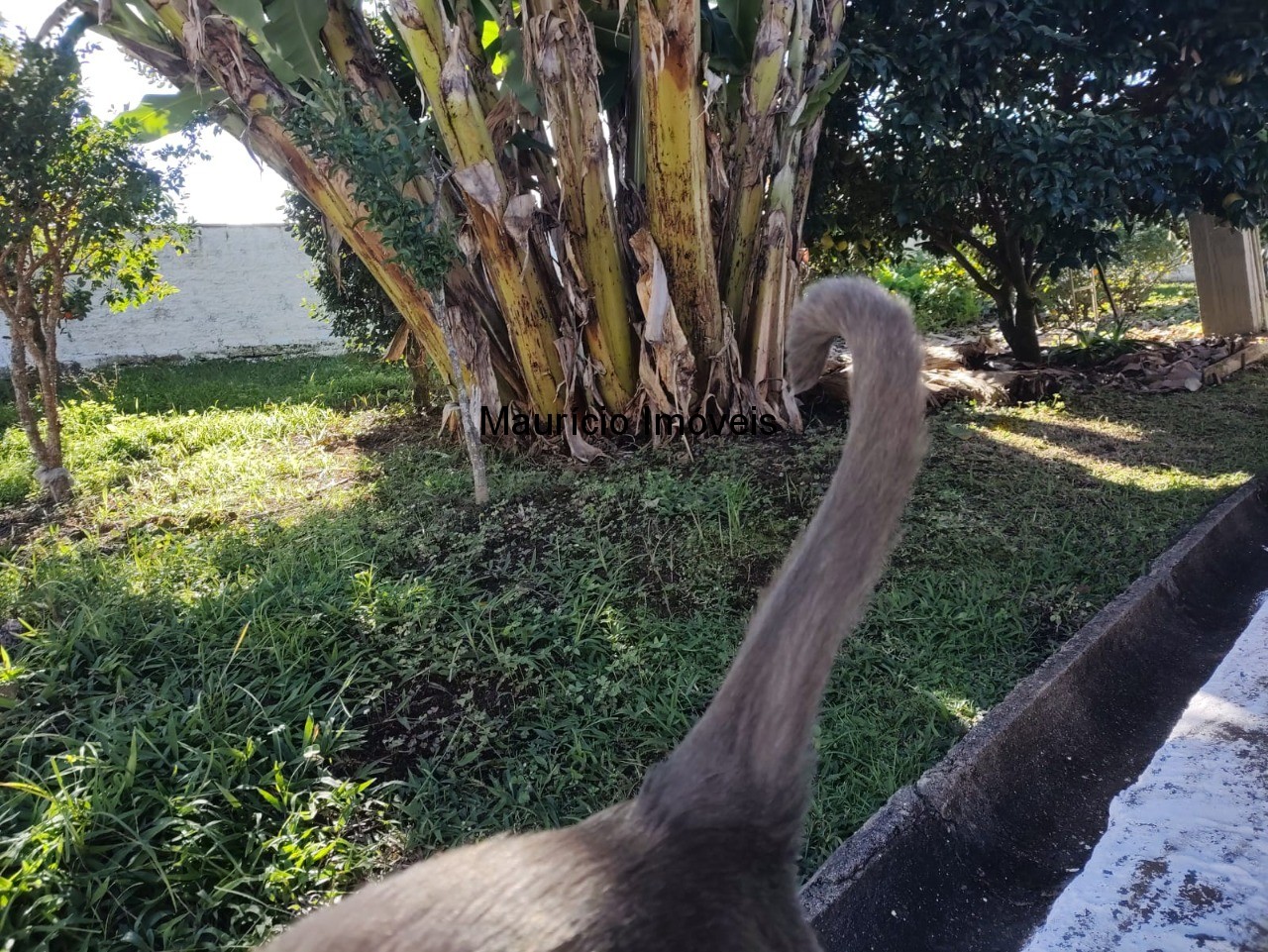 Casa, 3 quartos - Foto 49