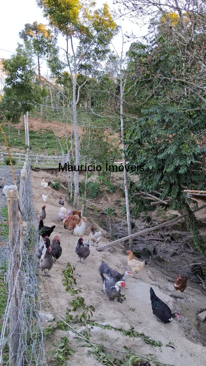 Sítio, 3 quartos, 3 hectares - Foto 5