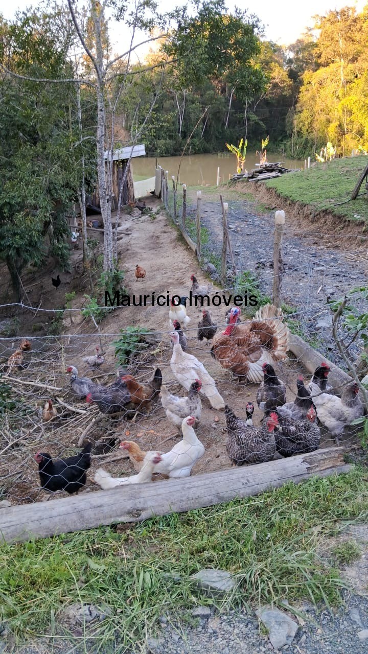 Sítio, 3 quartos, 3 hectares - Foto 3