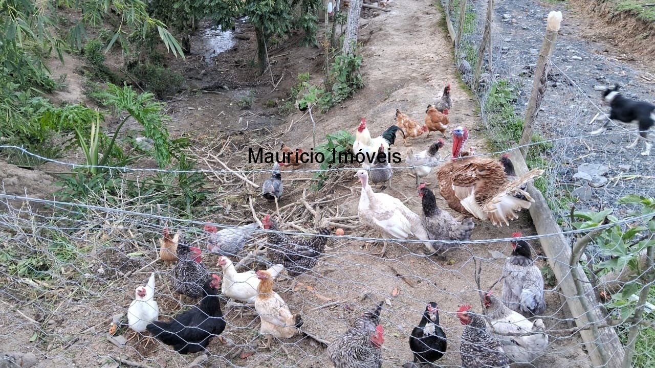 Sítio, 3 quartos, 3 hectares - Foto 4