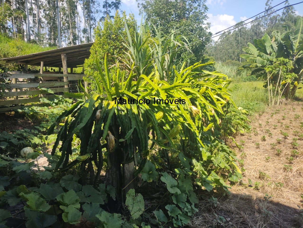 Sítio, 3 quartos, 3 hectares - Foto 16