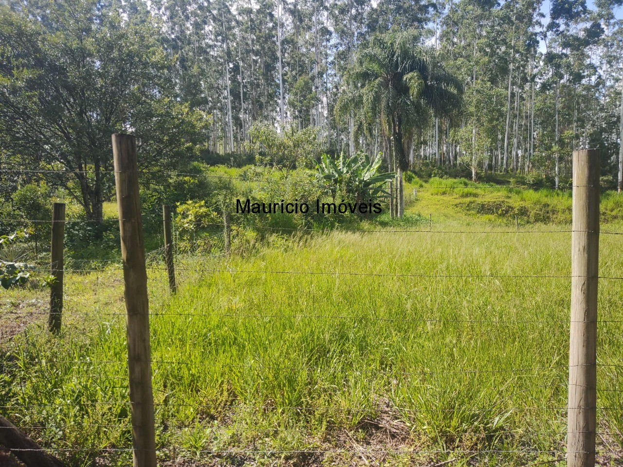 Sítio, 3 quartos, 3 hectares - Foto 14