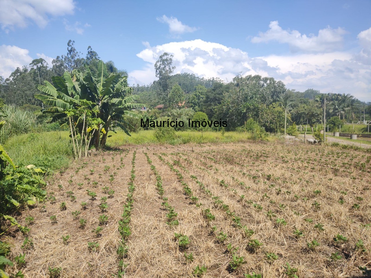 Sítio, 3 quartos, 3 hectares - Foto 9