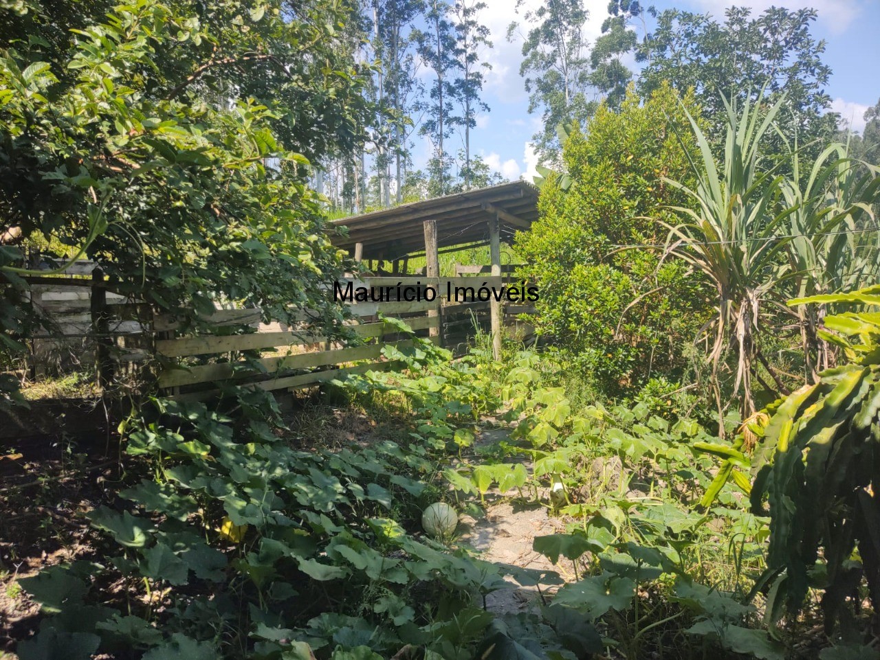 Sítio, 3 quartos, 3 hectares - Foto 17