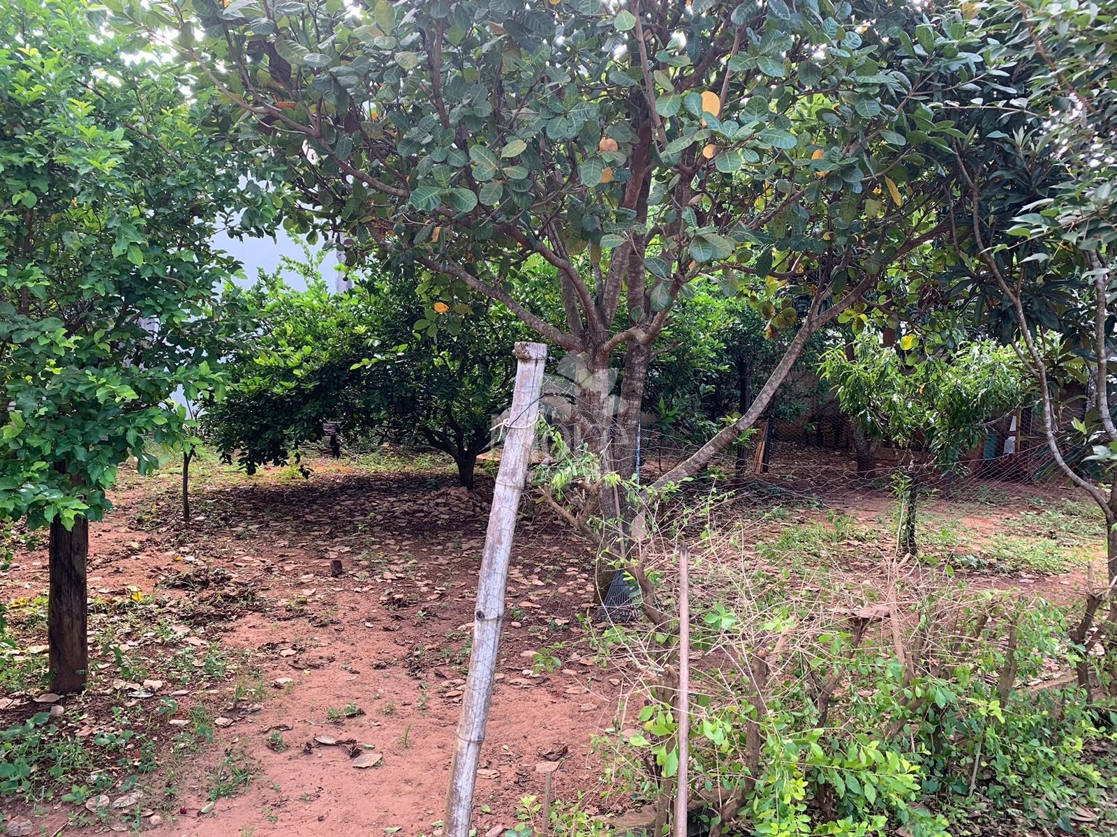 Fazenda à venda com 2 quartos, 1000m² - Foto 4