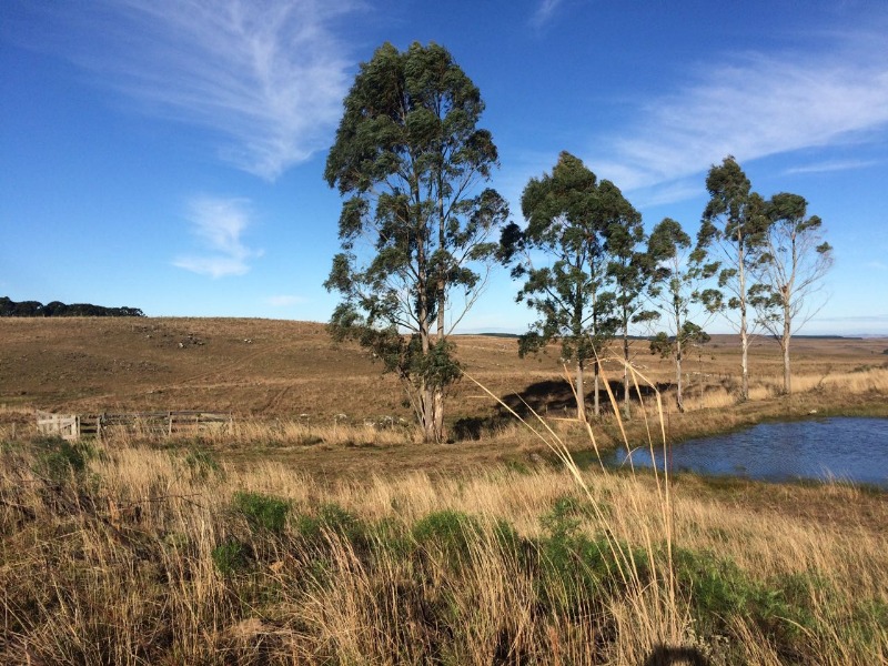 Fazenda à venda - Foto 7