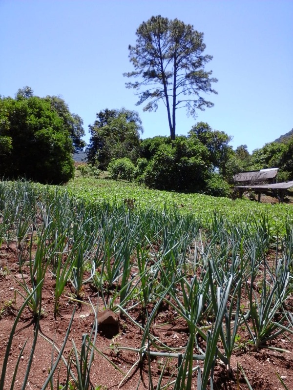 Fazenda à venda com 4 quartos, 160000m² - Foto 5