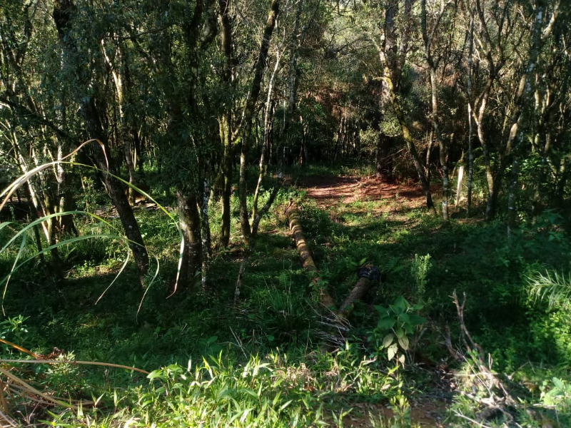 Fazenda à venda com 2 quartos, 20000m² - Foto 6