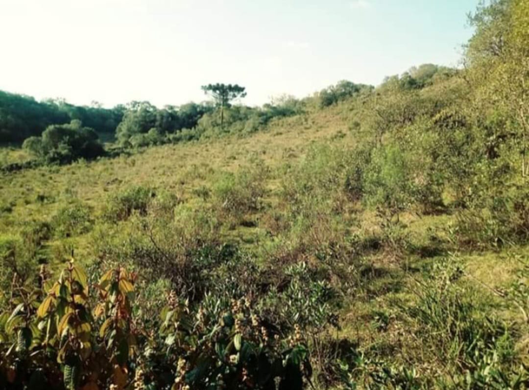 Terreno à venda, 20000m² - Foto 1