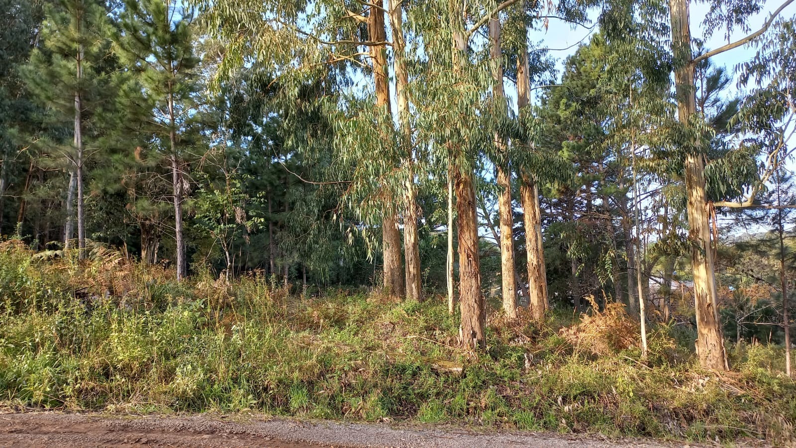 Loteamento e Condomínio à venda, 20000m² - Foto 6