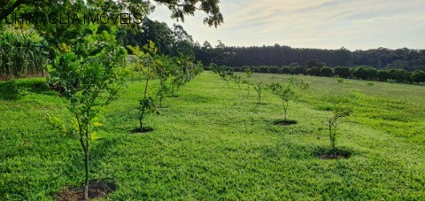 Sítio, 4 hectares - Foto 19