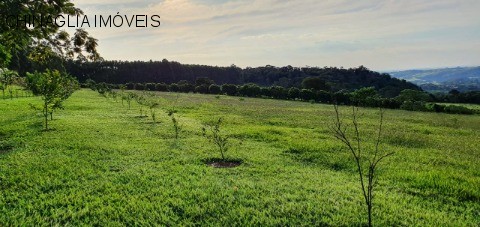 Sítio, 4 hectares - Foto 15