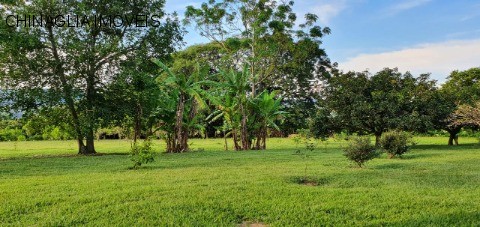 Sítio, 4 hectares - Foto 12