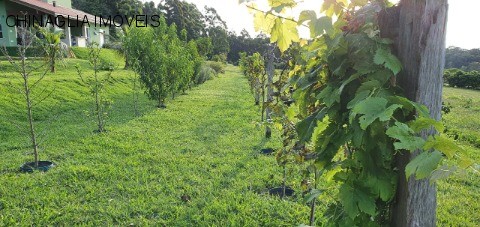 Sítio, 4 hectares - Foto 23