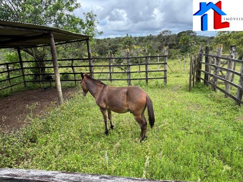 Fazenda - Foto 11