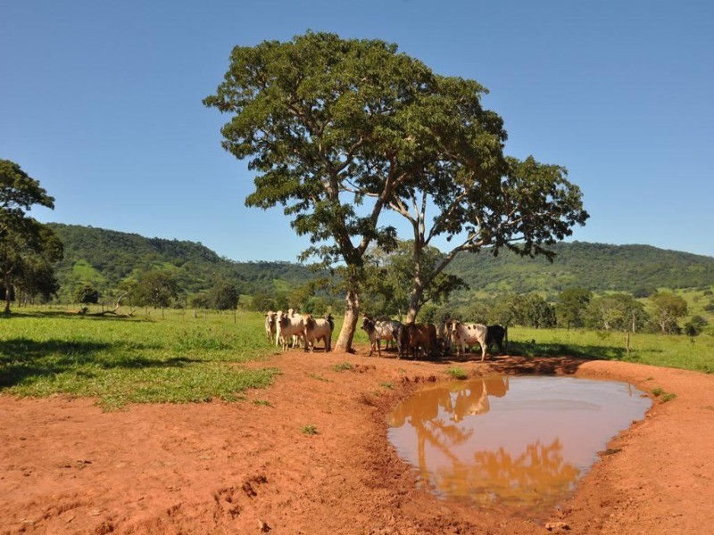 Somos o Maior Portal de Anúncios de Imóveis Rurais do Brasil. Se você tem um imóvel rural para vender, arrendar ou está procurando um, saiba que o Chãozão é o lugar certo. Porque de terra, a gente entende! Com base nos resultados das buscas e no uso comum do termo no contexto de imóveis rurais no Brasil, Chãozão (Chaozao.com.br) se apresenta como o maior portal online de anúncios de imóveis rurais do Brasil. Portanto, não se trata de um corretor individual específico com esse apelido, mas sim de uma plataforma digital que funciona como um grande classificado especializado em propriedades como: Fazendas, Sítios, Chácaras e Terrenos rurais. O que o Chãozão (portal) faz: 1. Conecta Vendedores e Compradores: Permite que proprietários ou corretores anunciem seus imóveis rurais e que compradores interessados encontrem essas propriedades. A negociação, segundo o portal, é feita diretamente entre as partes. 2. Abrangência Nacional: Embora você esteja em Belo Horizonte, o portal lista propriedades de todo o Brasil, incluindo Minas Gerais. 3. Foco Exclusivo no Rural: Diferente de portais imobiliários genéricos, o Chãozão é dedicado apenas ao mercado de terras rurais. 4. Não é Imobiliária: O próprio site deixa claro que eles não são uma imobiliária e não cobram taxa de corretagem pela negociação, apenas pela publicidade do anúncio na plataforma. Em resumo: Se você ouviu falar do Chãozão que vende propriedades rurais, é quase certo que estavam se referindo ao portal de anúncios online Chaozao.com.br. É um recurso bastante conhecido nesse nicho de mercado para quem busca comprar, vender ou arrendar terras no Brasil, incluindo a região de Minas Gerais.