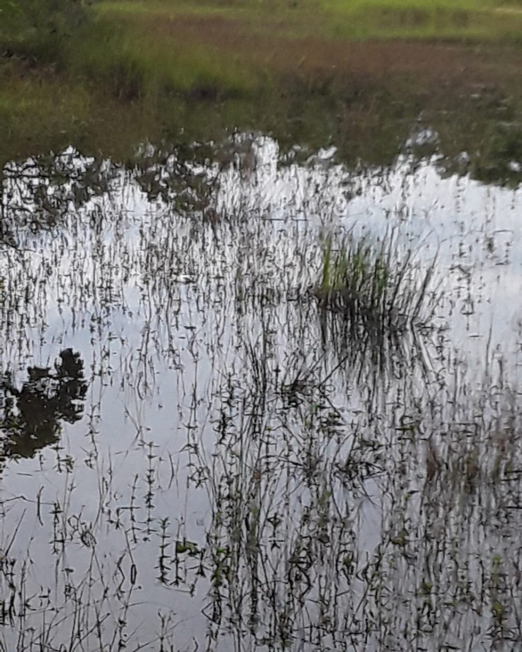 Fazenda em Santa Fé de Minas/Minas Gerais — Ref CCO92K — Imagem 9