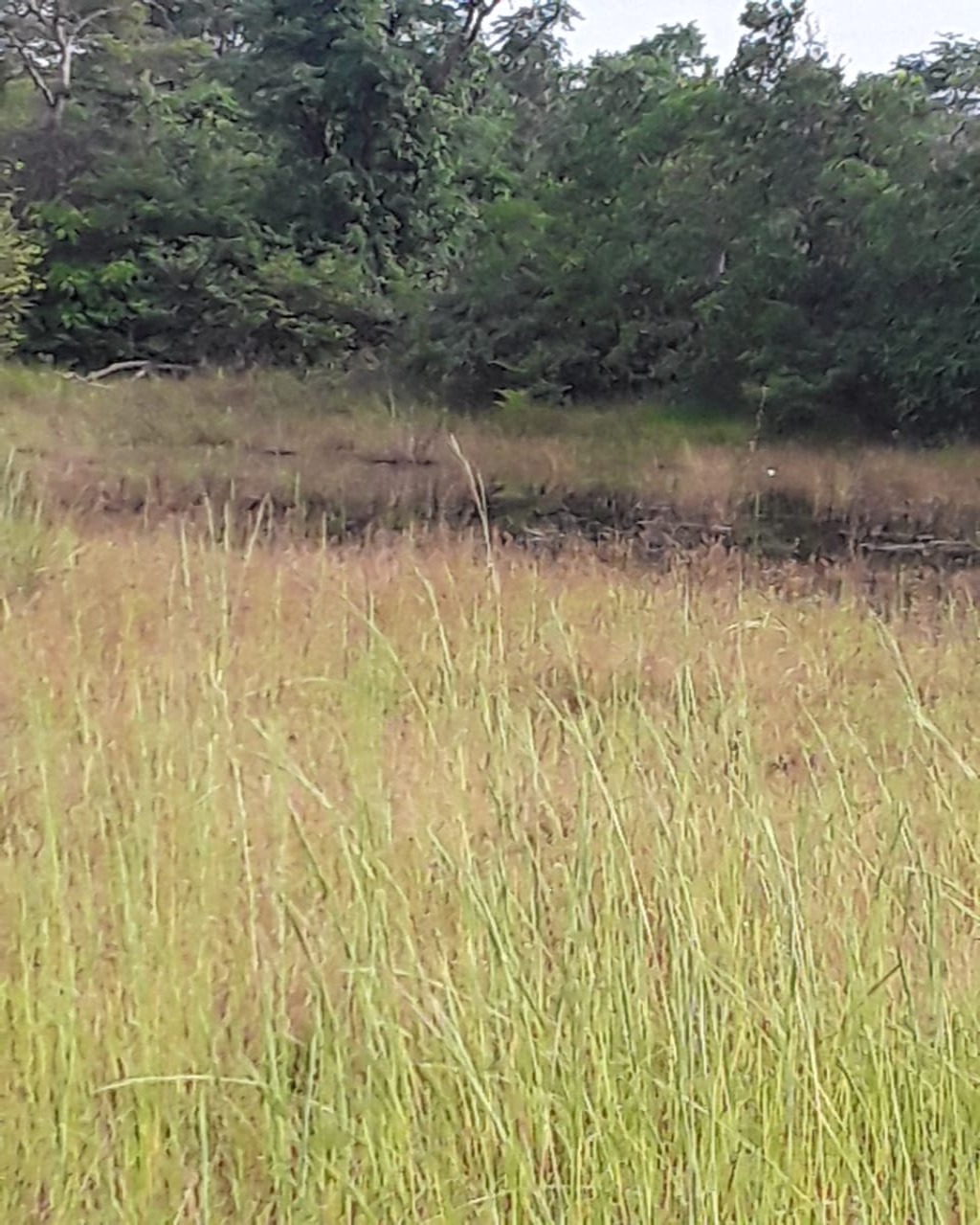 Fazenda em Santa Fé de Minas/Minas Gerais — Ref CCO92K — Imagem 12