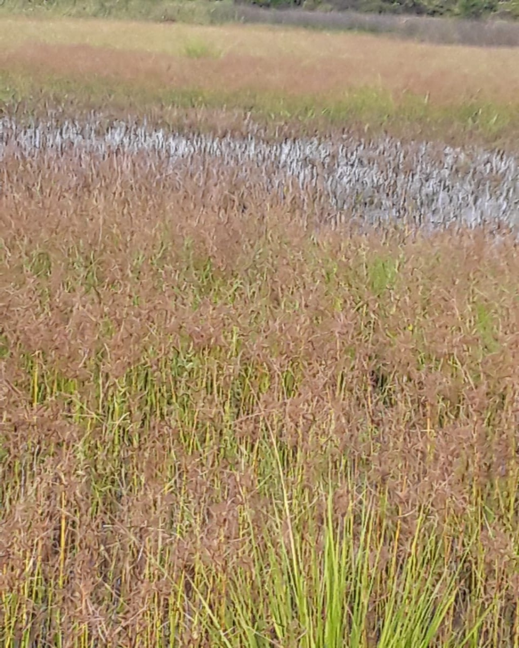 Fazenda em Santa Fé de Minas/Minas Gerais — Ref CCO92K — Imagem 13