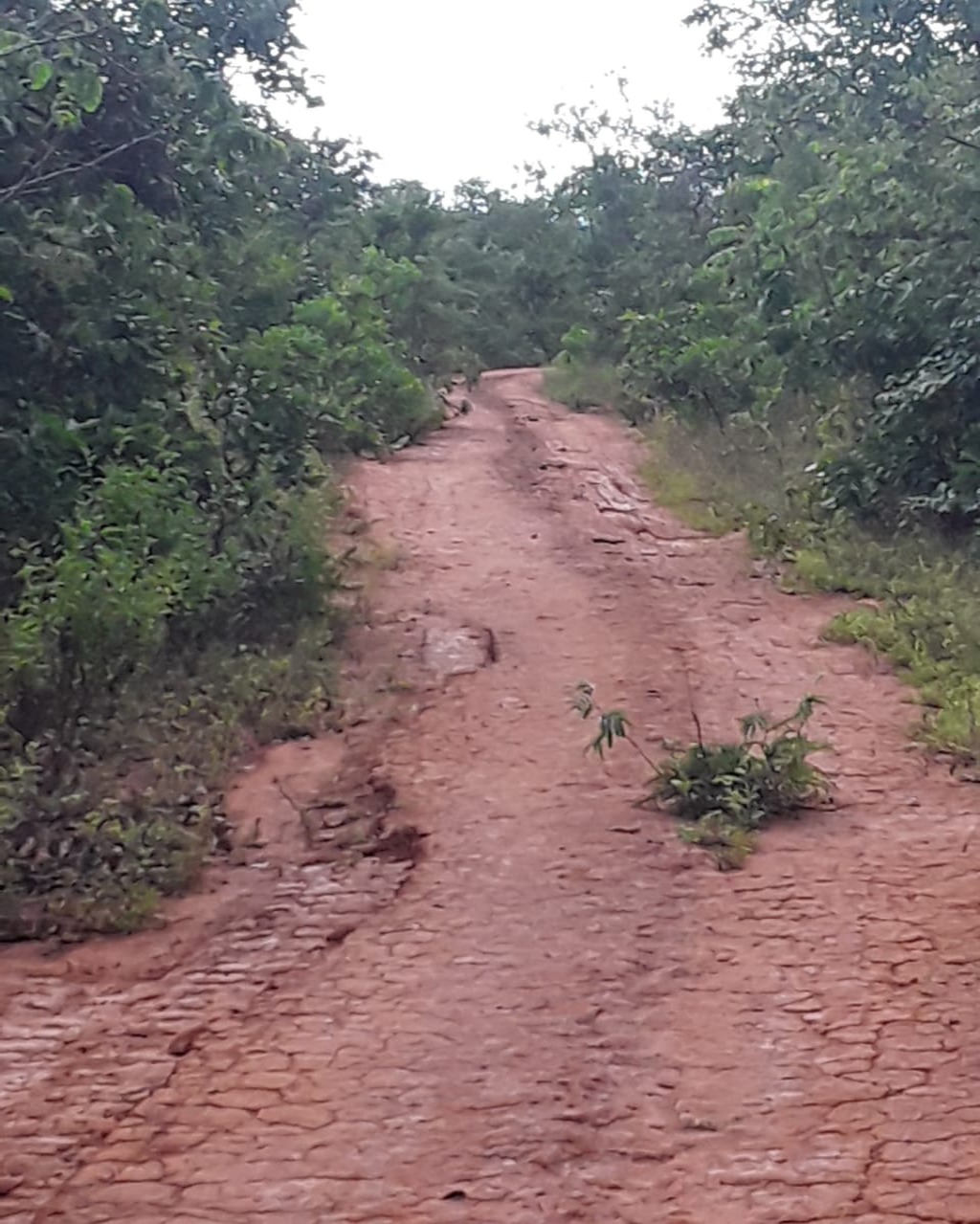 Fazenda em Santa Fé de Minas/Minas Gerais — Ref CCO92K — Imagem 5