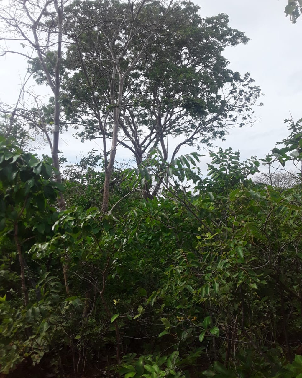 Fazenda em Santa Fé de Minas/Minas Gerais — Ref CCO92K — Imagem 14