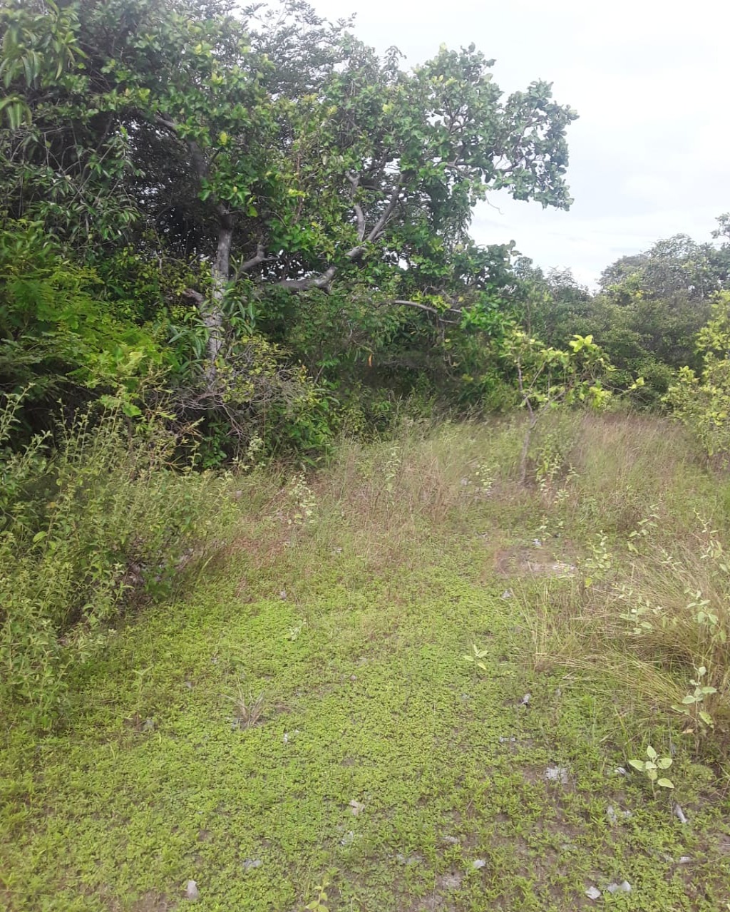 Fazenda em Santa Fé de Minas/Minas Gerais — Ref CCO92K — Imagem 11