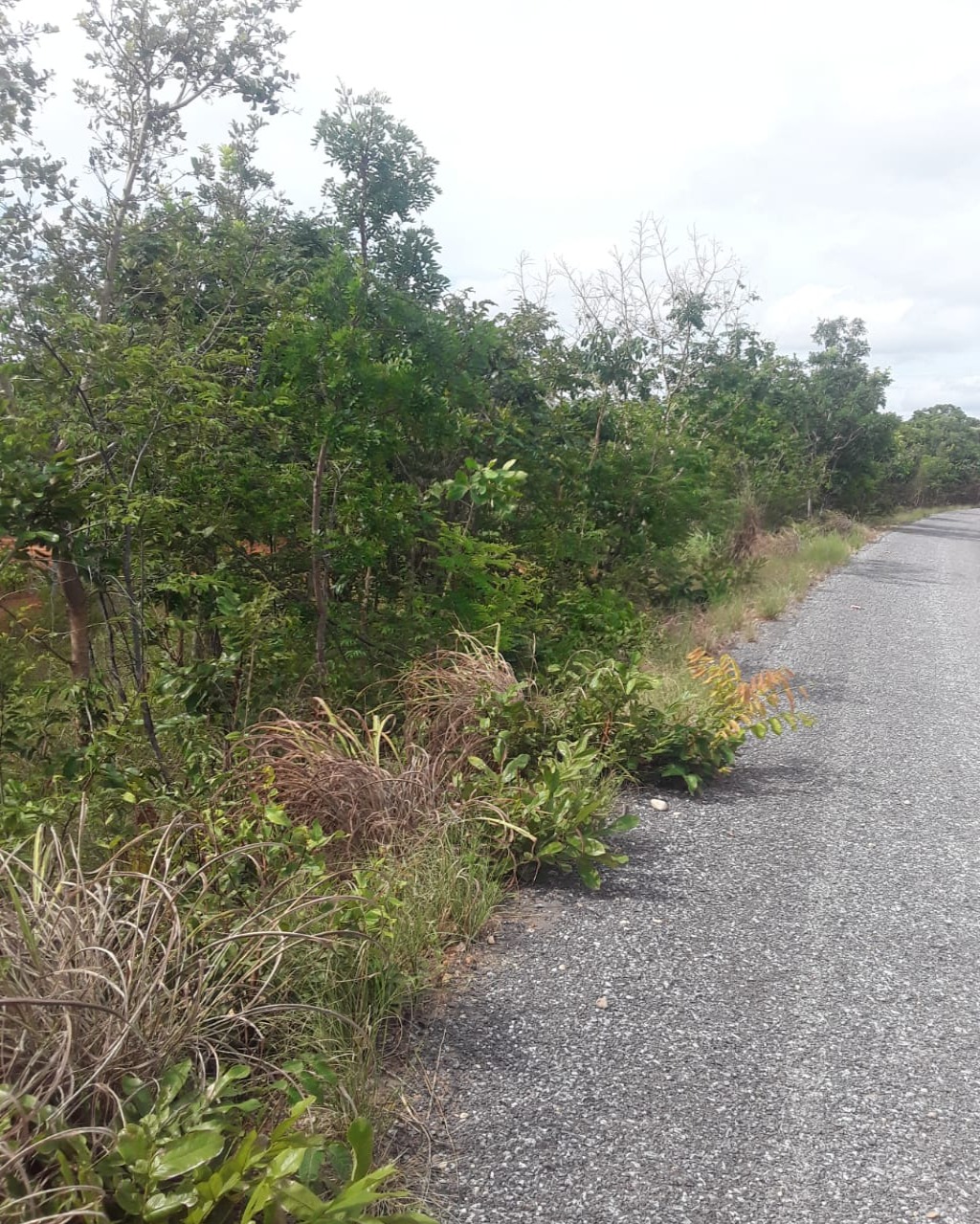 Fazenda em Santa Fé de Minas/Minas Gerais — Ref CCO92K — Imagem 6