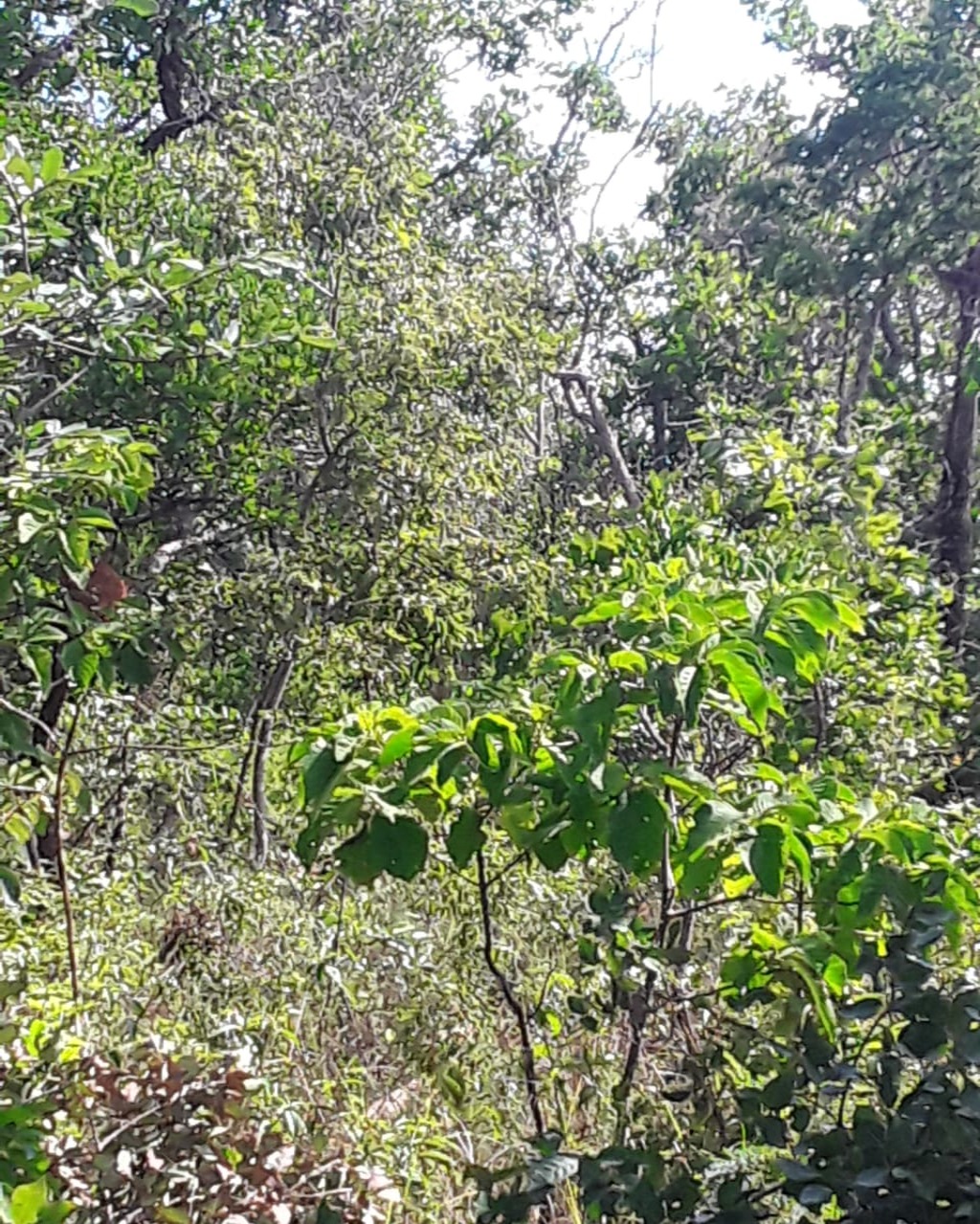 Fazenda em Santa Fé de Minas/Minas Gerais — Ref CCO92K — Imagem 15