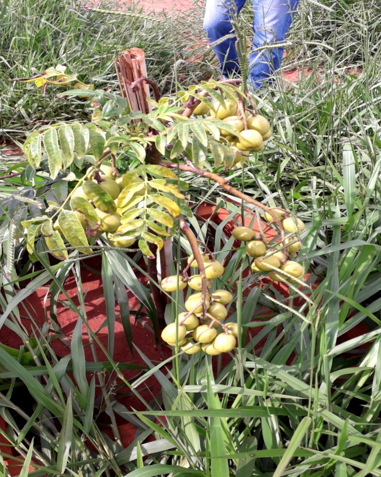 Chácara em Uberlândia/Minas Gerais — Ref MEZ1KJ — Imagem 3