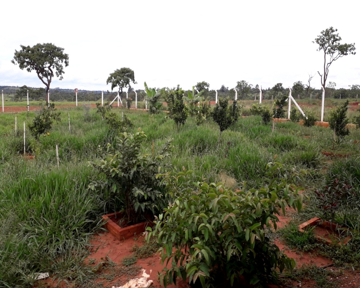Chácara em Uberlândia/Minas Gerais — Ref MEZ1KJ — Imagem 7