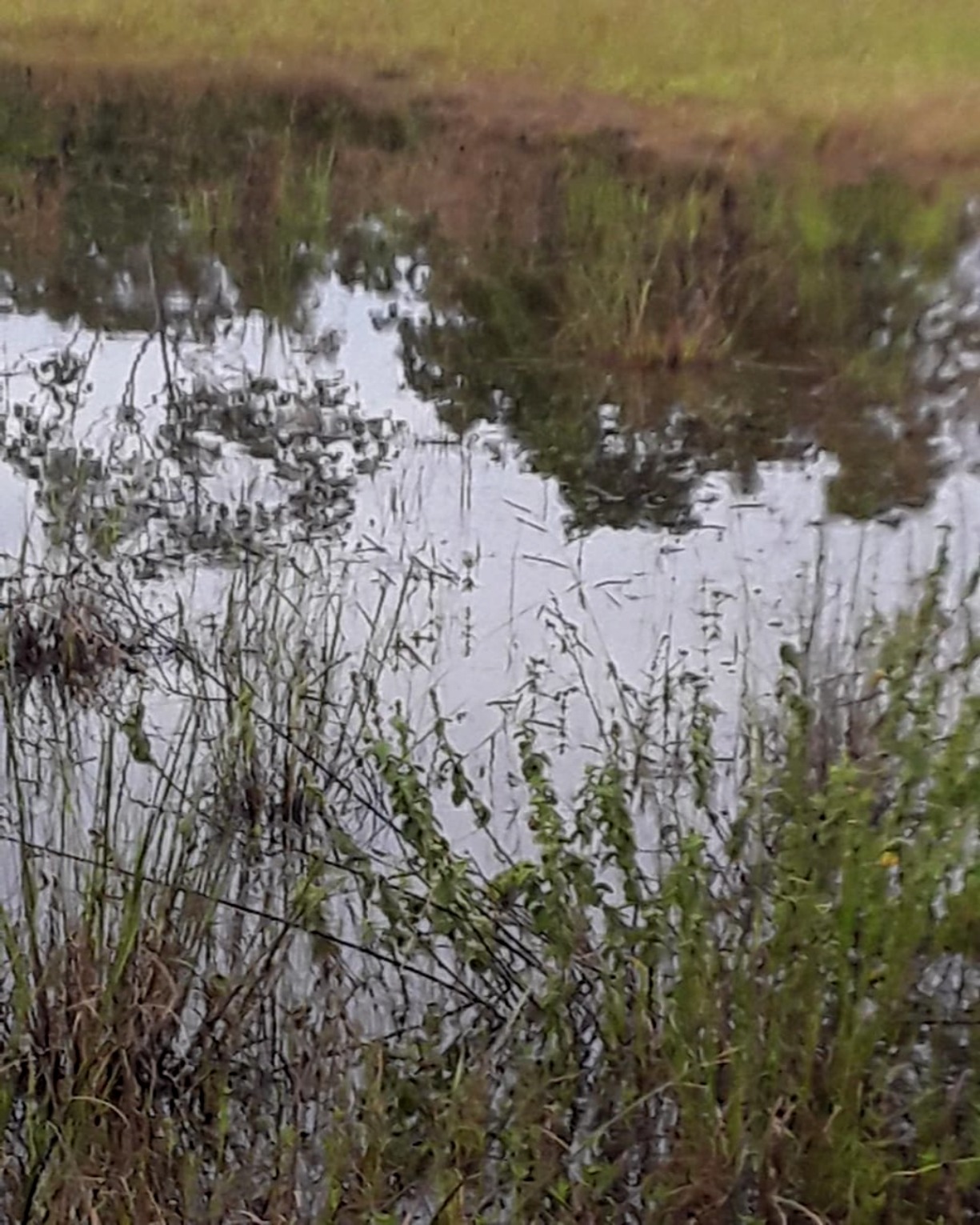 Fazenda em Santa Fé de Minas/Minas Gerais — Ref CCO92K — Imagem 8
