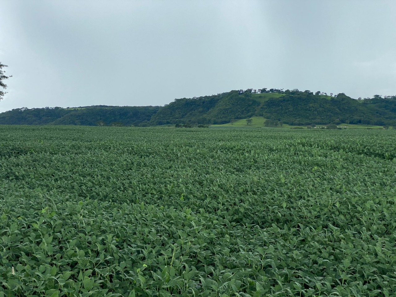 Sítio em Uberlândia/Minas Gerais — Ref X5CIRX — Imagem 3