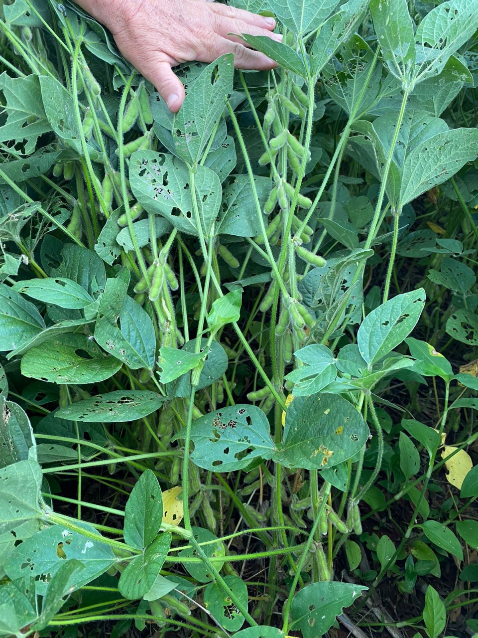 Sítio em Uberlândia/Minas Gerais — Ref X5CIRX — Imagem 8