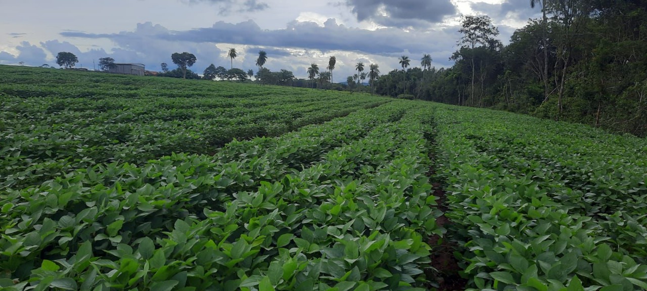 Sítio em Uberlândia/Minas Gerais — Ref X5CIRX — Imagem 5