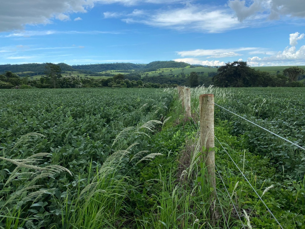 Sítio em Uberlândia/Minas Gerais — Ref X5CIRX — Imagem 9