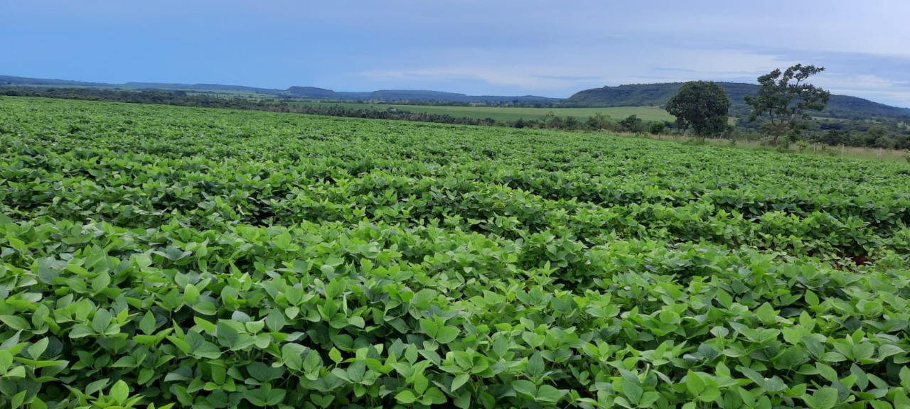 Sítio em Uberlândia/Minas Gerais — Ref X5CIRX — Imagem 6