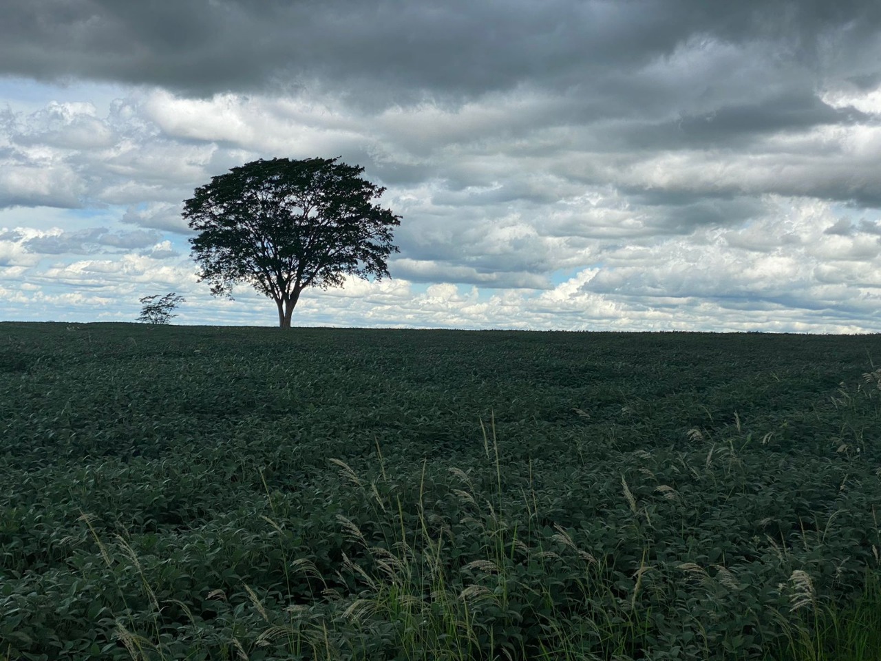 Sítio em Uberlândia/Minas Gerais — Ref X5CIRX — Imagem 2
