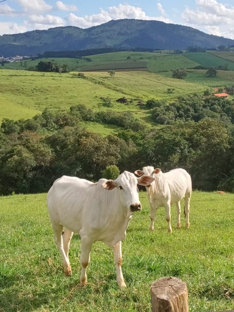 Sítio à venda com 4 quartos, 300m² - Foto 6