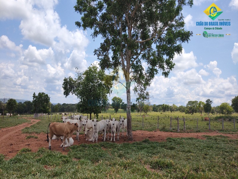 Fazenda, 1 quarto - Foto 15