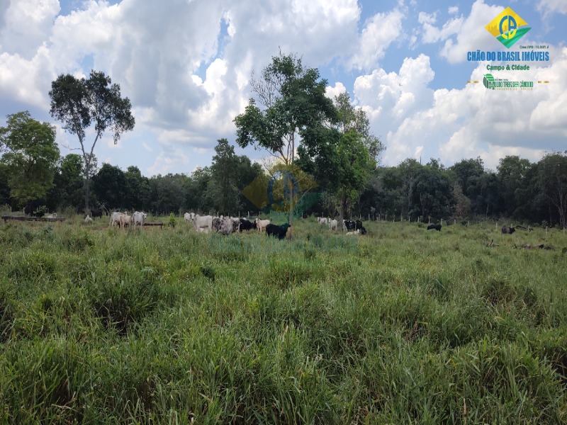 Fazenda, 1 quarto - Foto 41