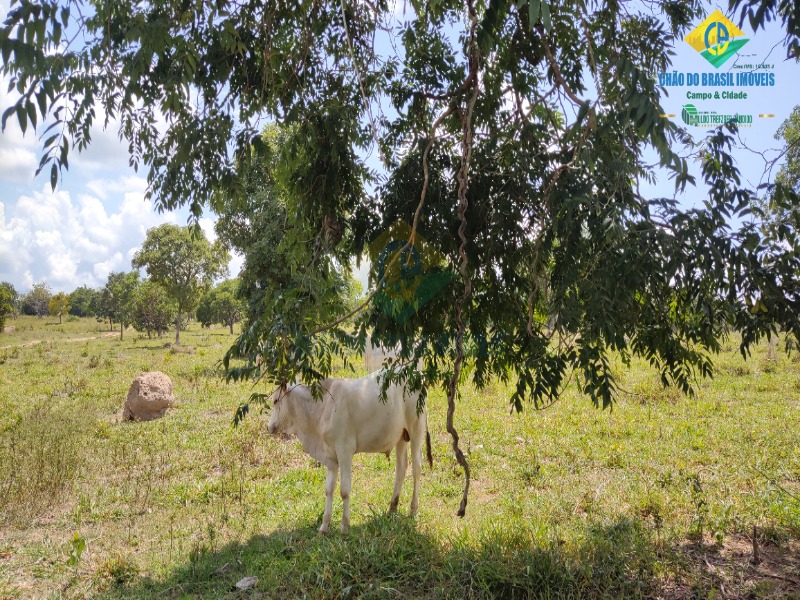 Fazenda, 1 quarto - Foto 12