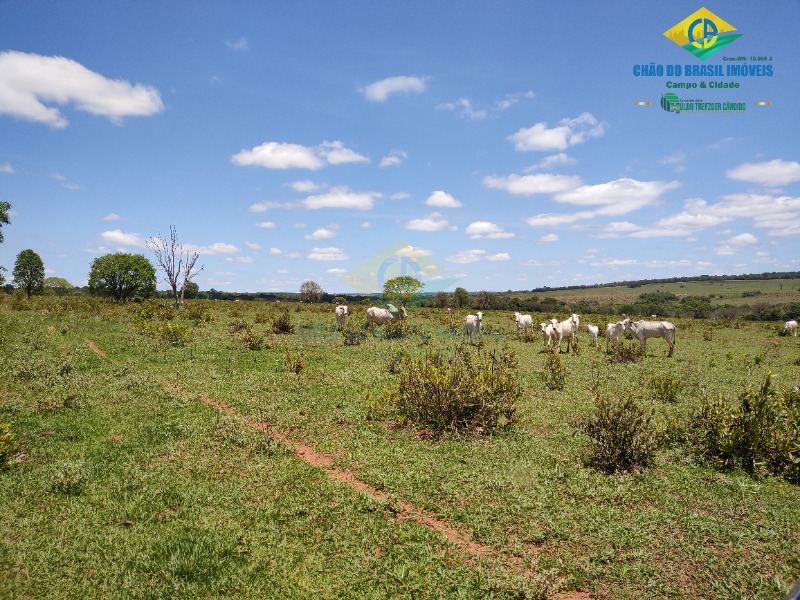 Fazenda à venda com 4 quartos - Foto 49