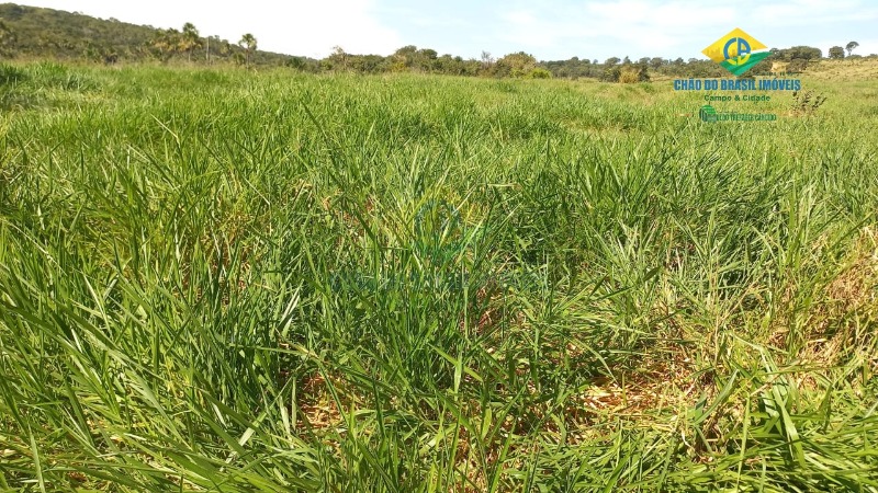 Fazenda à venda com 3 quartos, 1250m² - Foto 13