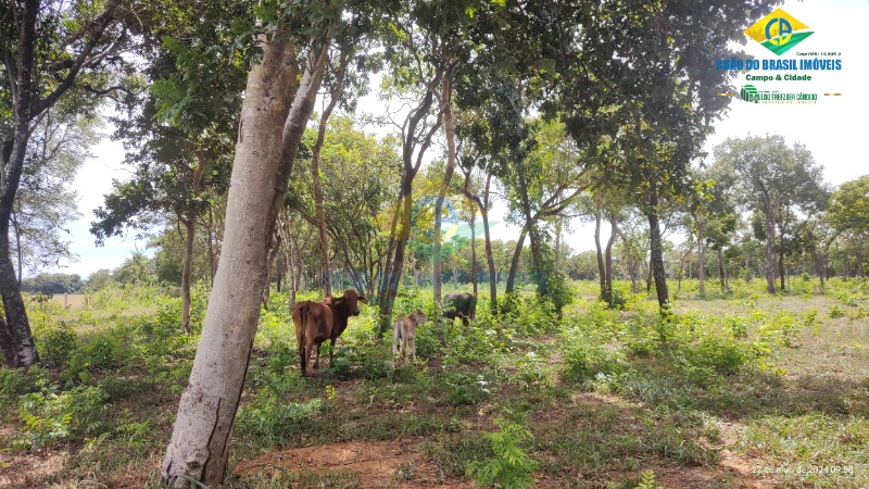 Chácara à venda com 1 quarto - Foto 1