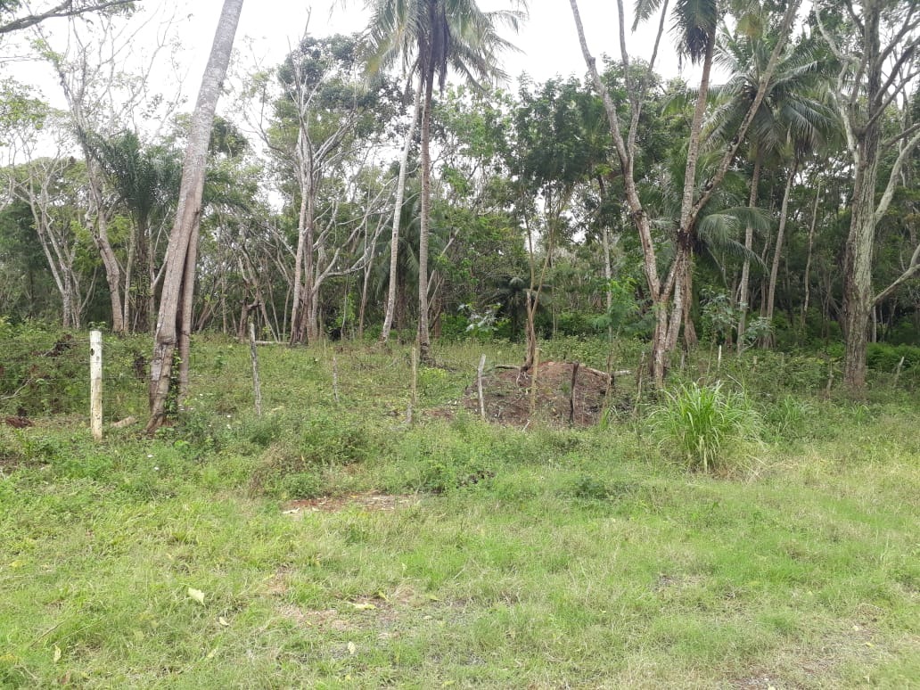 Terreno, 2 hectares - Foto 7