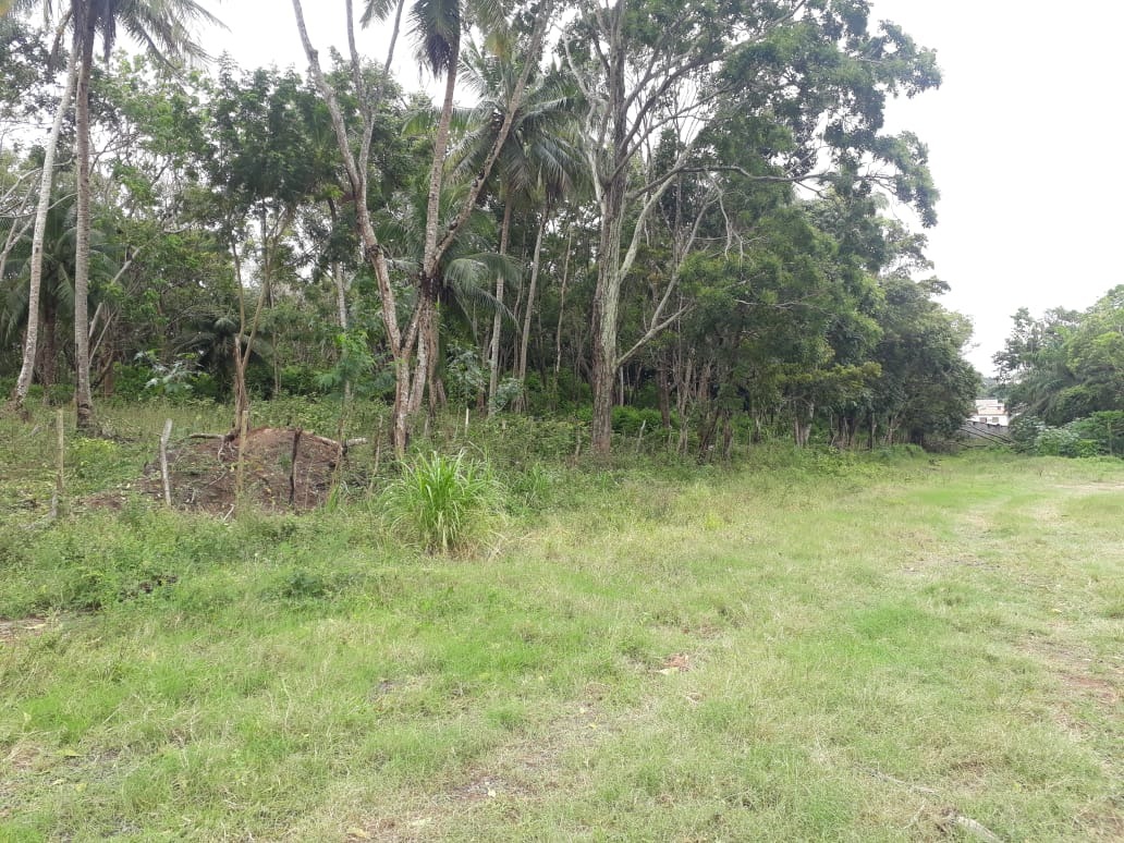 Terreno, 2 hectares - Foto 4